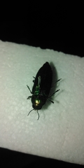 Eurythyrea aurata