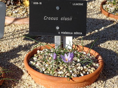 Crocus serotinus clusii