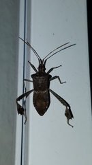 Leptoglossus zonatus