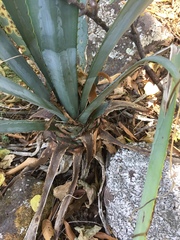 Agave tequilana