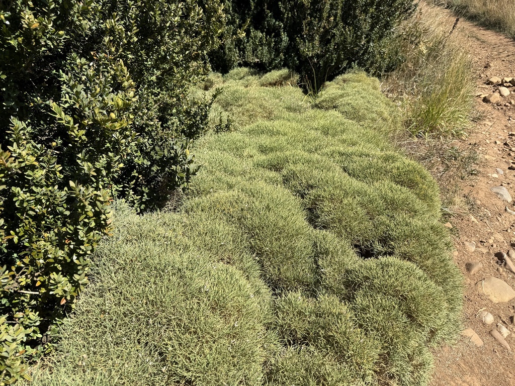 Echinospartum horridum; photograph (c) Cenaida, some rights reserved (CC BY)