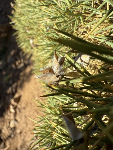 Echinospartum horridum, photograph 4