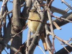 Phoenicurus auroreus