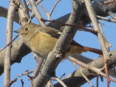 Phoenicurus auroreus