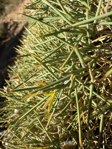 Echinospartum horridum, photograph 5