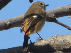 Phoenicurus auroreus