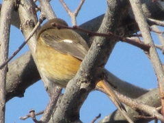 Phoenicurus auroreus