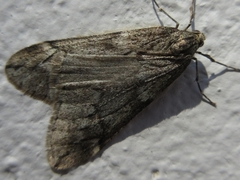 Alsophila japonensis