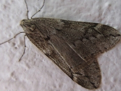 Alsophila japonensis