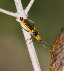 Belotus bicolor