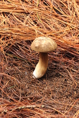 Porphyrellus