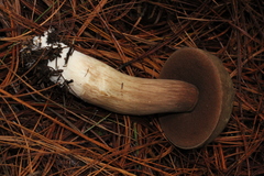 Porphyrellus