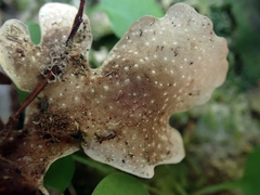 Pseudocyphellaria cinnamomea