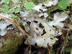 Pseudocyphellaria cinnamomea