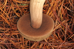 Porphyrellus