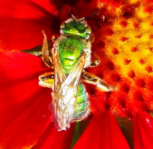 Metallic green bee