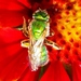 Agapostemon texanus - Photo (c) C. A. Ivy, algunos derechos reservados (CC BY-NC), subido por C. A. Ivy