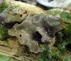 Pseudocyphellaria cinnamomea
