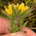 Capegorse Capegorse - Photo (c) Matthew Fainman, some rights reserved (CC BY), uploaded by Matthew Fainman