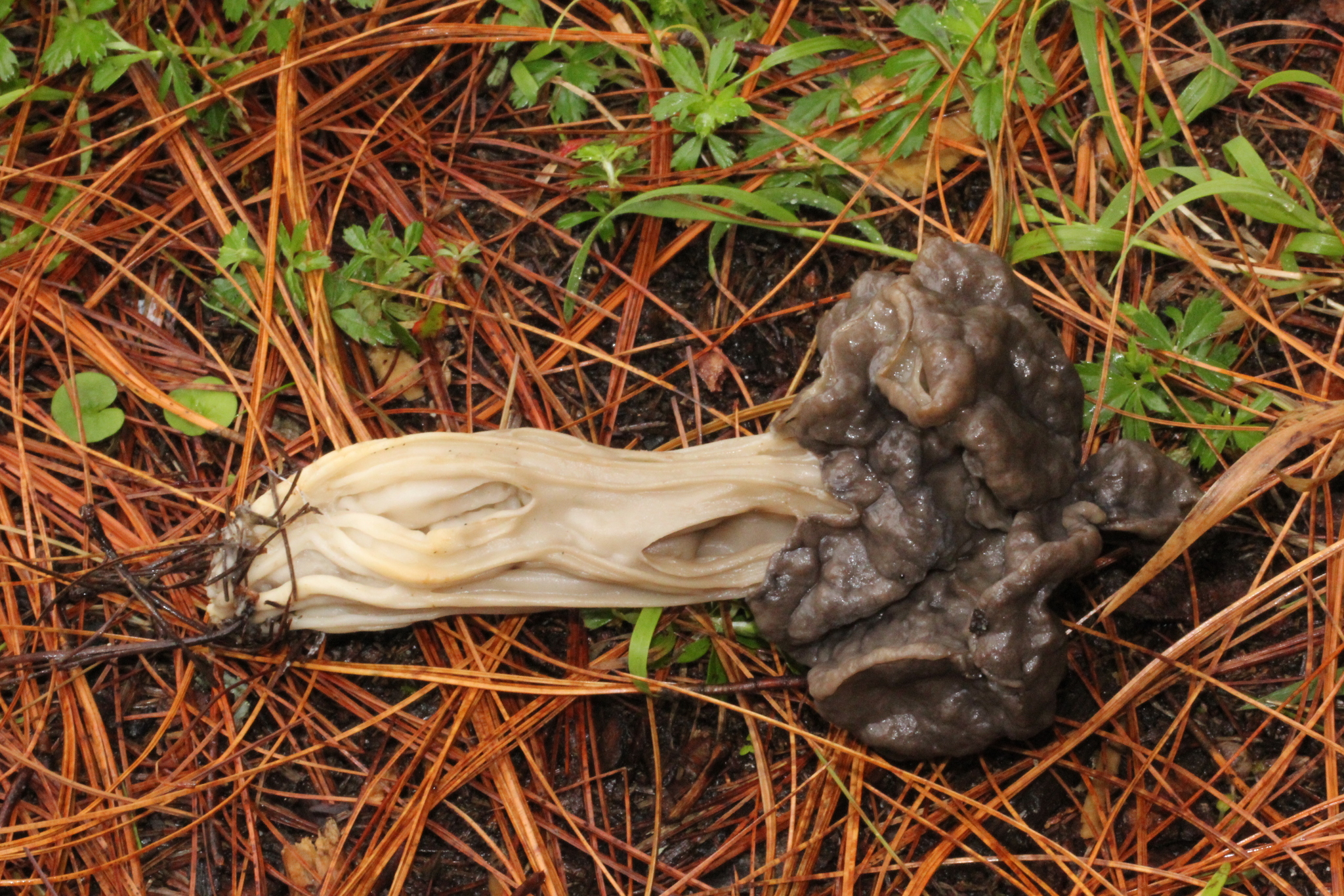 Helvella lacunosa image