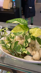 Epipremnum aureum