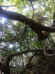 Trichocentrum cebolleta