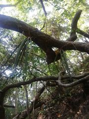 Trichocentrum cebolleta