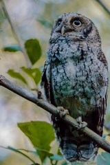 Megascops guatemalae