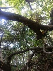 Trichocentrum cebolleta