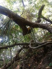 Trichocentrum cebolleta