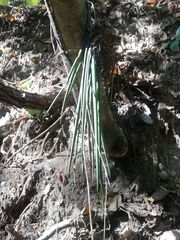 Trichocentrum cebolleta