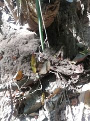 Trichocentrum cebolleta