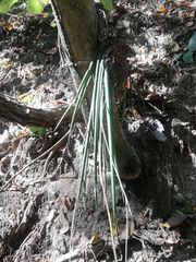 Trichocentrum cebolleta