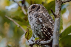 Megascops guatemalae