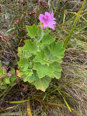 Pelargonium cucullatum cucullatum