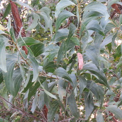 Acacia flavescens