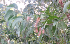 Acacia flavescens