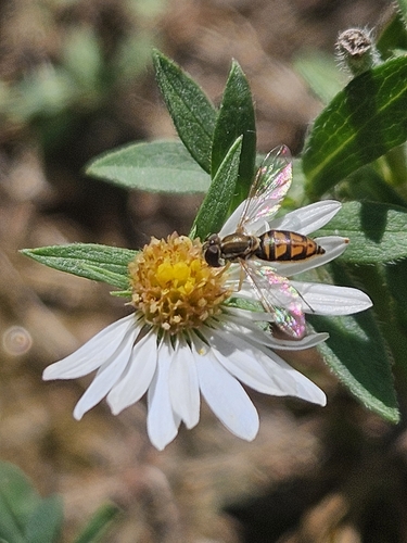 Unknown species found near Washington Township, MO, USA