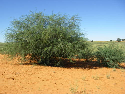 Prosopis glandulosa image