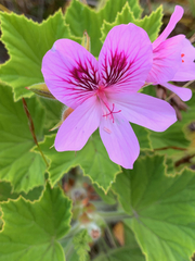 Pelargonium cucullatum cucullatum