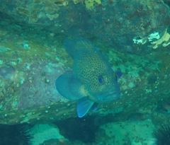 Acanthistius ocellatus