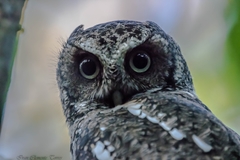 Megascops guatemalae