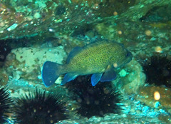 Acanthistius ocellatus