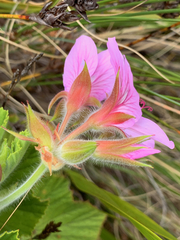Pelargonium cucullatum cucullatum