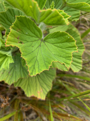 Pelargonium cucullatum cucullatum