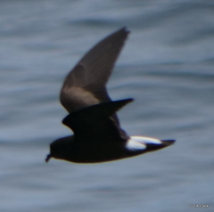 Hydrobates tethys