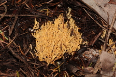 Phaeoclavulina curta