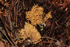Phaeoclavulina curta