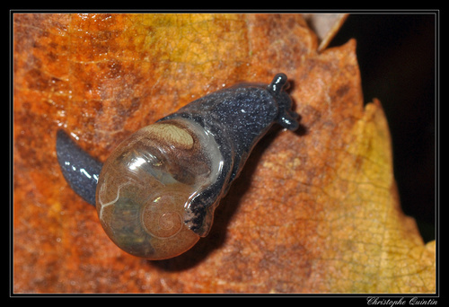 Glass Snails (Family Vitrinidae) · iNaturalist Canada