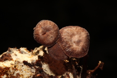 Micromphale arbuticola image